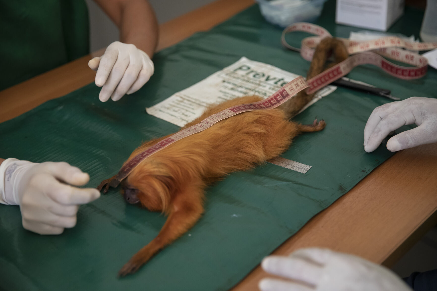 APTOPIX Brazil Golden Monkey Vaccination